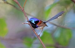 Purple-backed Fairywren